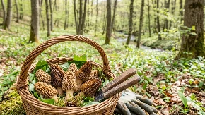 Vrijeme je za „šumsko meso“: Kako prepoznati smrčak i ostvariti ozbiljnu zaradu u bh. šumama