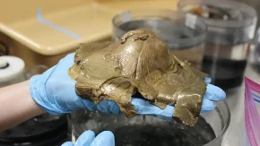 ​Riješena misterija iz dubina: Šta je zapravo "zlatno jaje" pronađeno kod Aljaske?