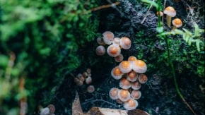Šume u BiH kriju pravo bogatstvo: Kako da prepoznate vrijednu gljivu