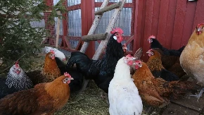 Nove mjere Srpskoj zbog ptičijeg gripa