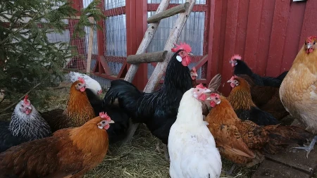 Nove mjere Srpskoj zbog ptičijeg gripa