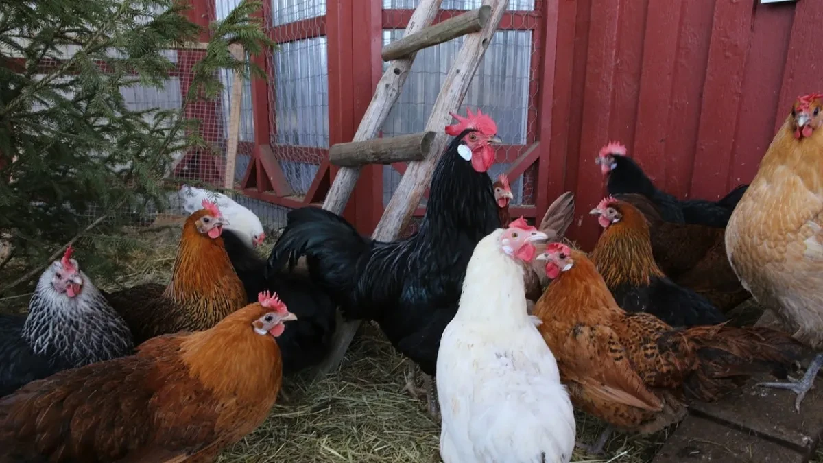 Nove mjere Srpskoj zbog ptičijeg gripa