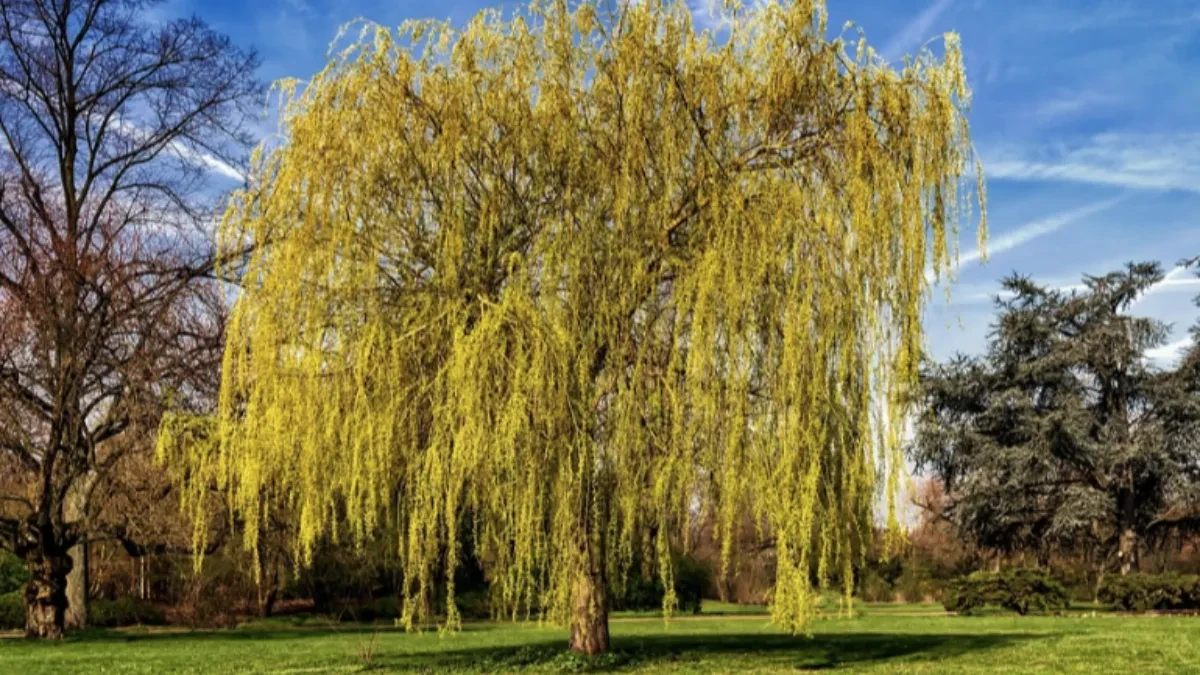 Ovo je simbol Lazareve subote: Žalosna vrba je sveto drvo starih Slovena, predak lijeka koji je spasao milione života