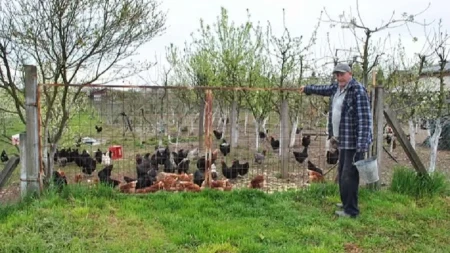 Đorđo Raca uveo novu tehnologiju u uzgoj koka nosilja: Držao na stotine koka bez ijednog pijetla