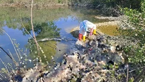 Poznato da li su bile zaražene svinje bačene u Drinu