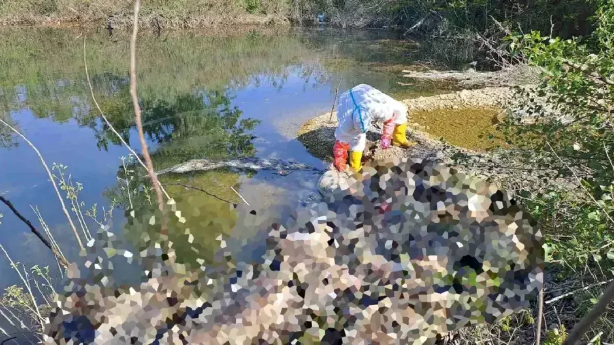Poznato da li su bile zaražene svinje bačene u Drinu