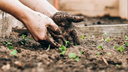 Najgore kombinacije koje uništavaju vrt: Koje cvijeće ne treba saditi zajedno