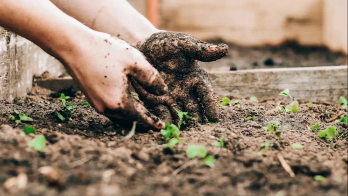 Najgore kombinacije koje uništavaju vrt: Koje cvijeće ne treba saditi zajedno