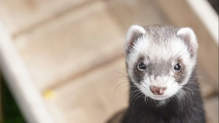 Otkriven na rendgenu: U koferima pronađeno 930 koža tvorova