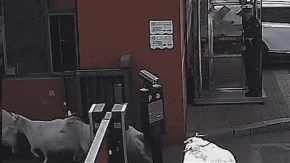 Osam koza "okupiralo" vatrogasnu stanicu (VIDEO)