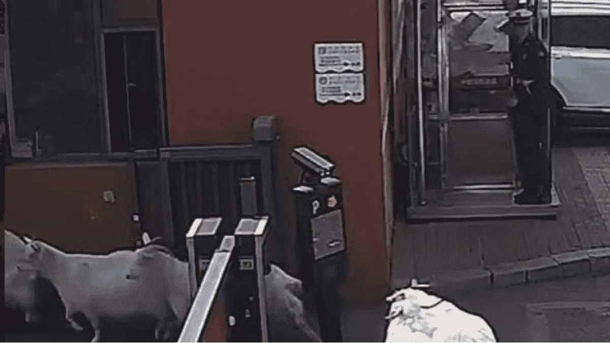 Osam koza "okupiralo" vatrogasnu stanicu (VIDEO)