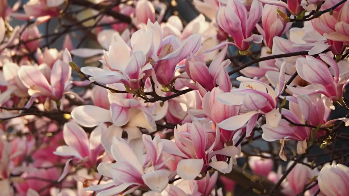 Biljka koja će ukrasiti svaki vrt: Sve što trebate znati ako imate magnoliju