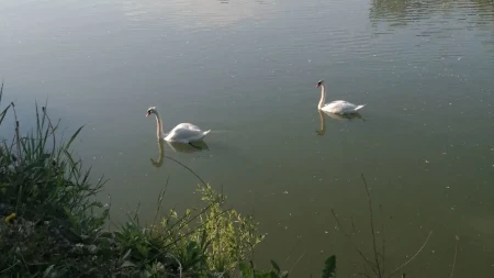 Uginuli labudovi u Bardači negativni na ptičju gripu