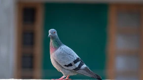 Kako se riješiti golubova pomoću predmeta koji već imate kod kuće