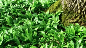 Srijemuš ili medvjeđi luk - proljećna riznica zdravlja