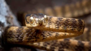 Budite na oprezu: Ako imate ovu biljku rizikujete leglo zmija u bašti