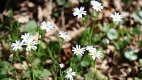 Pogledajte kakvo nas vrijeme sutra očekuje
