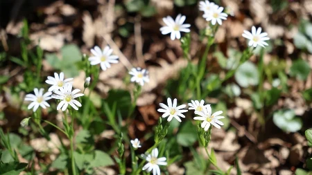 Pogledajte kakvo nas vrijeme sutra očekuje