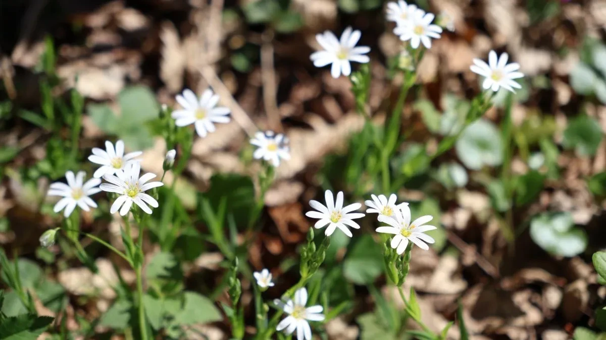 Pogledajte kakvo nas vrijeme sutra očekuje