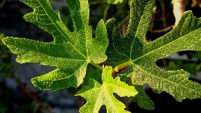 Ne sadite je blizu kuće: Ova voćka može da napravi ogromnu štetu