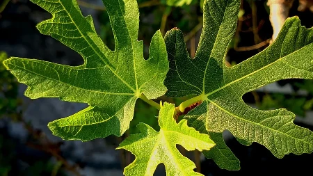 Ne sadite je blizu kuće: Ova voćka može da napravi ogromnu štetu