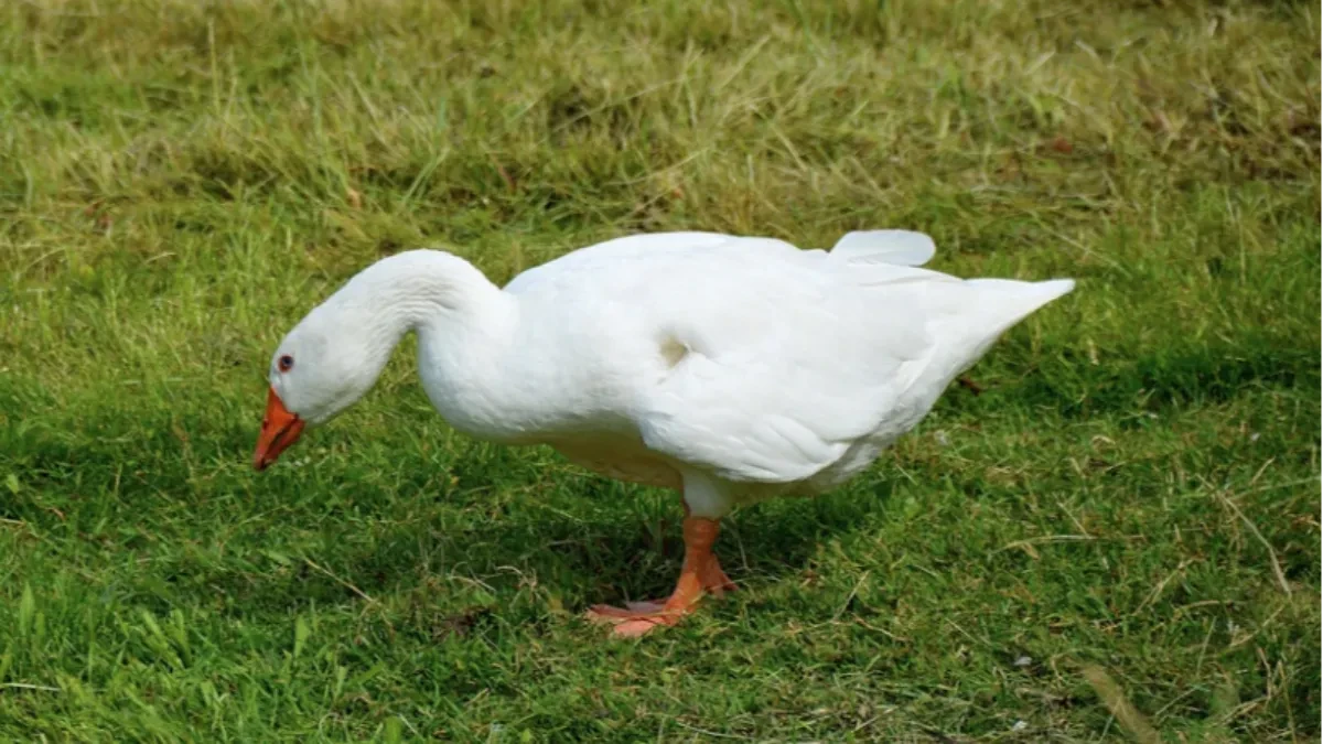 Uzgajivač peradi objasnio: Od jedne guske zaradim 1.000 KM