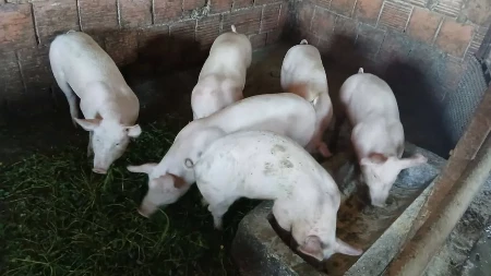 Praznična potražnja podgila cijenu prasića