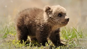 Meče samo izabralo dom u selu kod Plitvica: Dolutalo iz šume i neće nazad (VIDEO)