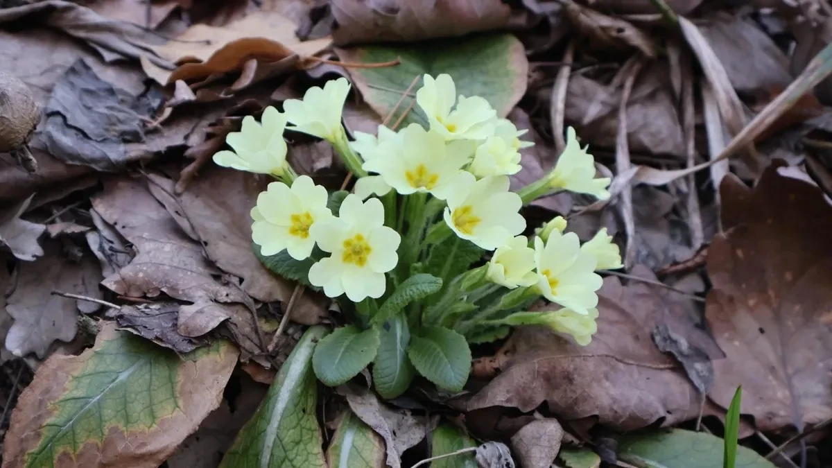 Hladna jutra ne popuštaju: Saznajte gdje se sutra očekuju minusi i kakva nas promjena čeka pred noć