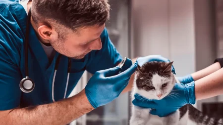 Revolucija u radnom pravu: Ako vam je ljubimac bolestan, dobijate plaćene slobodne dane