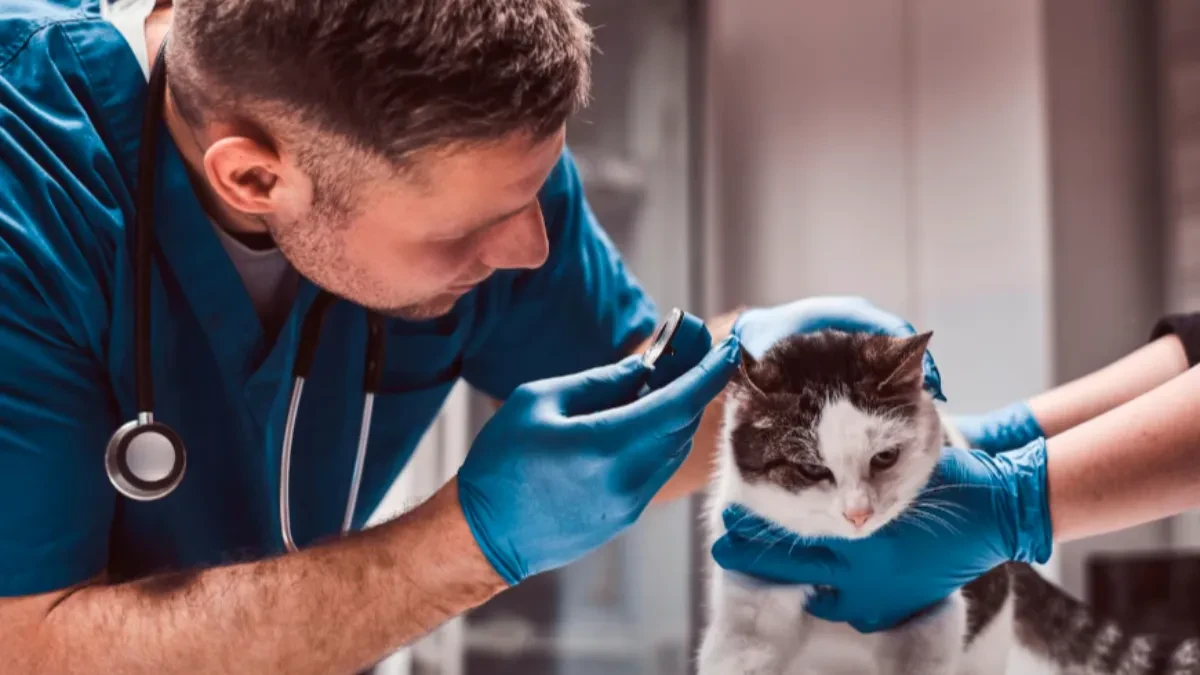 Revolucija u radnom pravu: Ako vam je ljubimac bolestan, dobijate plaćene slobodne dane