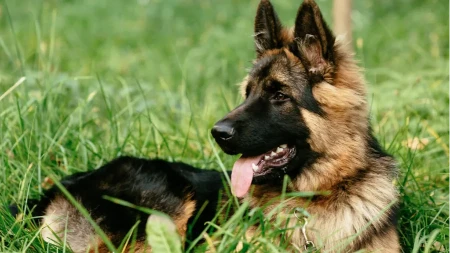 Vraća se „Inspektor Reks“: Nova sezona kultne serije spaja nostalgiju i moderne zločine