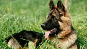 Vraća se „Inspektor Reks“: Nova sezona kultne serije spaja nostalgiju i moderne zločine