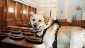 Labrador Rover postao "241. poslanik" bugarskog parlamenta 