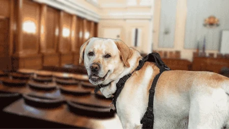 Labrador Rover postao "241. poslanik" bugarskog parlamenta 