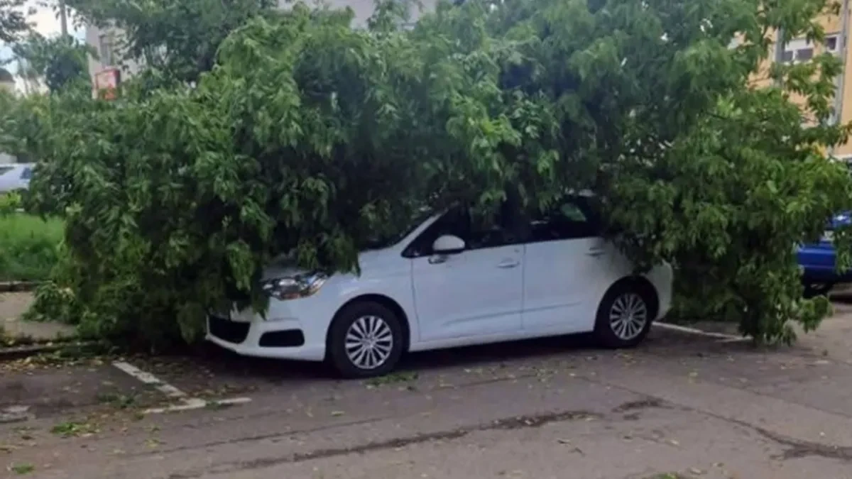Drvo palo na automobil u Banjaluci