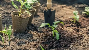 Paprika neće roditi kako treba ako napravite ovu grešku: Evo šta nikako ne smijete stavljati u zemlju