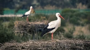Narodna vjerovanja o pticama: Roda na krovu – rođenje bebe, gnijezdo golubova – sreća