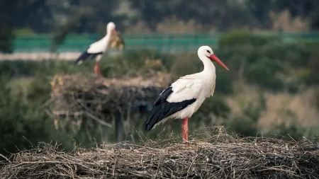 Narodna vjerovanja o pticama: Roda na krovu – rođenje bebe, gnijezdo golubova – sreća