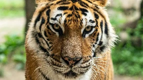Odbjegli tigar povrijedio jednu osobu u Njemačkoj