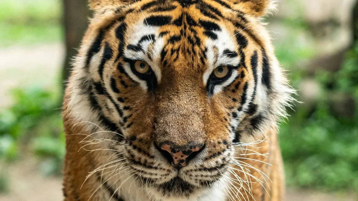Odbjegli tigar povrijedio jednu osobu u Njemačkoj