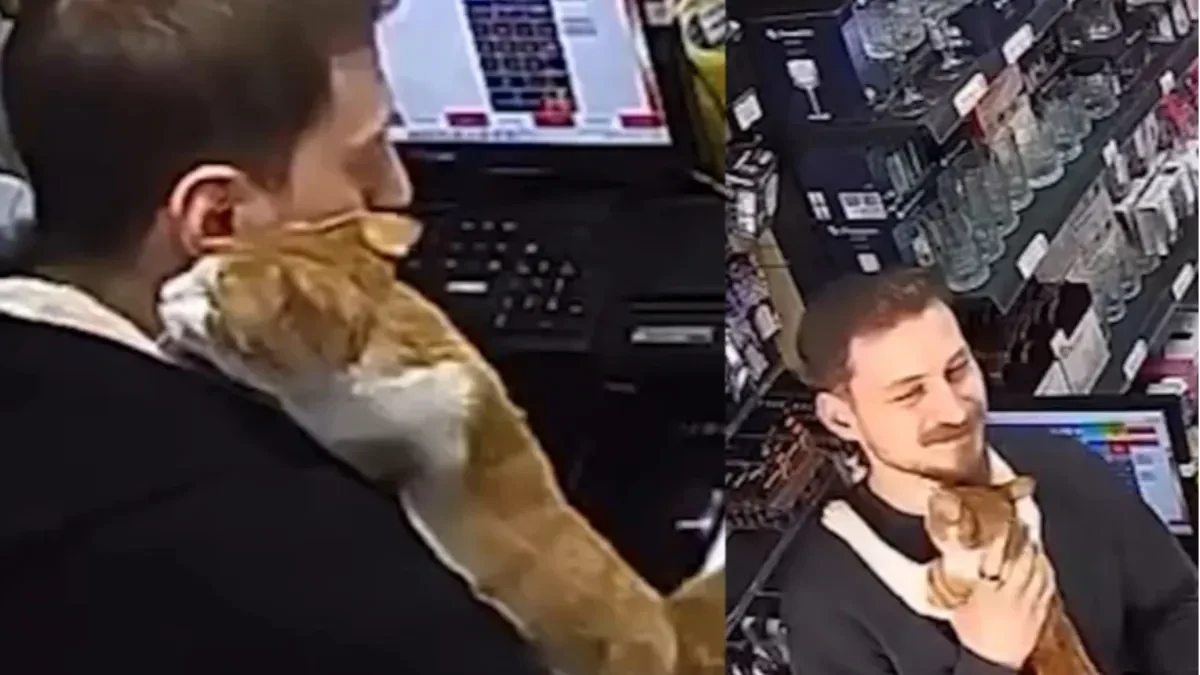 U Turskoj mačka dolazi svaki dan u prodavnicu po zagrljaj (VIDEO)