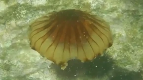 U Jadranu snimljena kompas meduza, šta uraditi ako vas opeče (VIDEO)