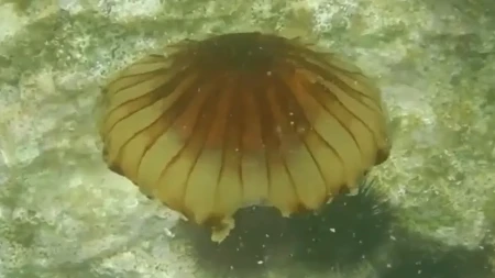 U Jadranu snimljena kompas meduza, šta uraditi ako vas opeče (VIDEO)