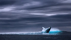 Nevjerovatan podvig prirode: Grbavi kit preplivao 15.000 kilometara od Brazila do Australije