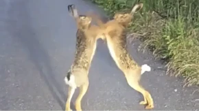 Ovo morate pogledati: Tuča dva zeca na putu nasmijala region (VIDEO)