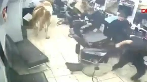 Pomahnitali bik razbio izlog, pa uletio u brijačnicu (VIDEO)