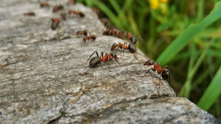 Prirodna rješenja protiv mrava: Kako sačuvati dom bez skupih otrova