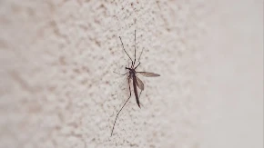 Počinje zaprašivanje komaraca u Bijeljini