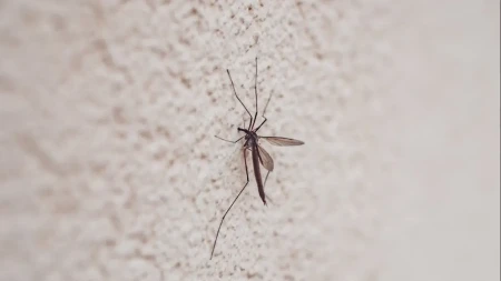 Počinje zaprašivanje komaraca u Bijeljini